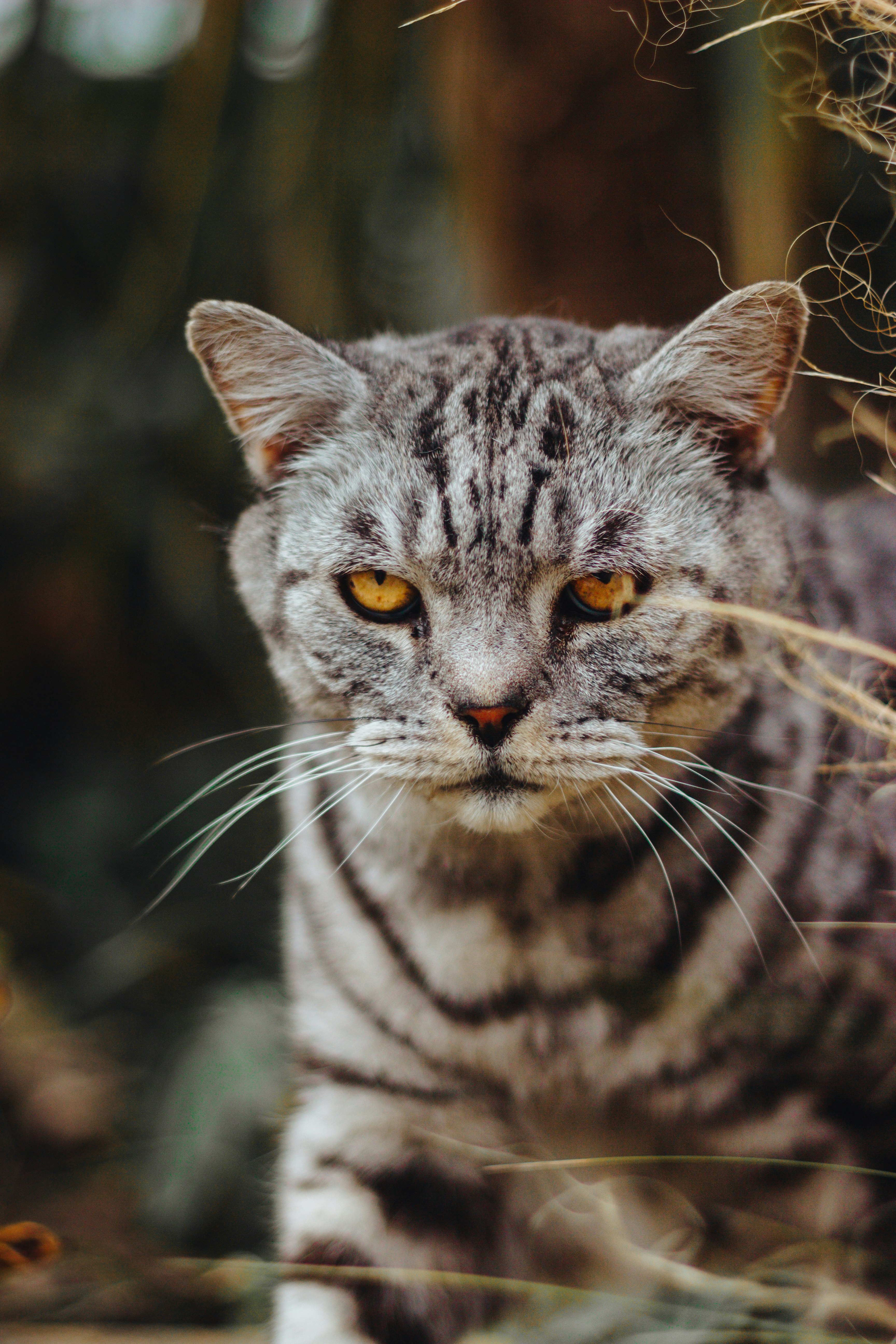 silver tabby cat